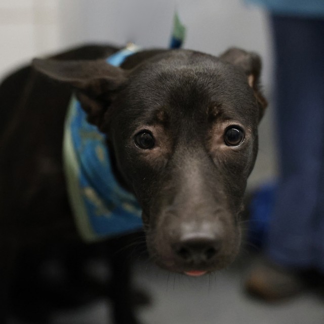 Shelter Stray Female Dog last seen TIGER PAW, 4710 TX-151, San Antonio, TX 78227, USA
