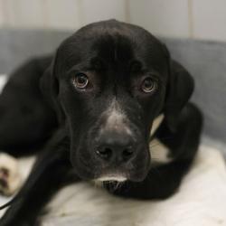 Shelter Stray Male Dog last seen Near BLOCK SOMERSET, 4710 TX-151, San Antonio, TX 78227, USA