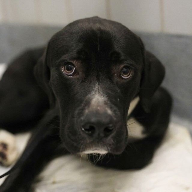 Shelter Stray Male Dog last seen Near BLOCK SOMERSET, 4710 TX-151, San Antonio, TX 78227, USA