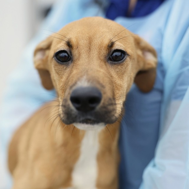 Shelter Stray Female Dog last seen SUNNLAND, 4710 TX-151, San Antonio, TX 78227, USA