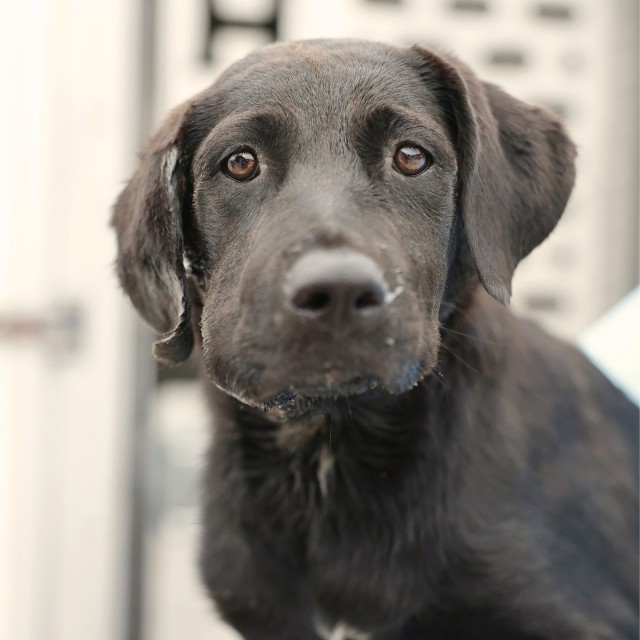 Shelter Stray Male Dog last seen Near BLOCK MONTEREY ST, 4710 TX-151, San Antonio, TX 78227, USA