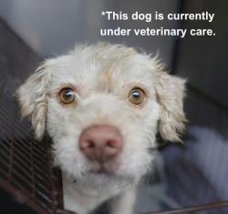 Shelter Stray Male Dog last seen Near BLOCK OF EDISON DR, 4710 TX-151, San Antonio, TX 78227, USA