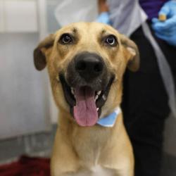 Shelter Stray Female Dog last seen Near BLOCK LINCOLNSHIRE, 4710 TX-151, San Antonio, TX 78227, USA