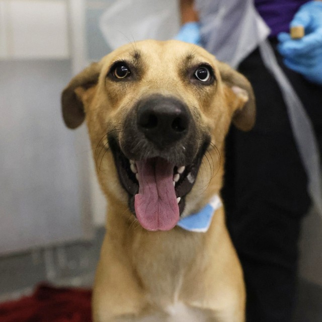 Shelter Stray Female Dog last seen Near BLOCK LINCOLNSHIRE, 4710 TX-151, San Antonio, TX 78227, USA