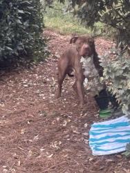 Found/Stray Male Dog last seen N Causeway Rd, Winston-Salem, NC 27040
