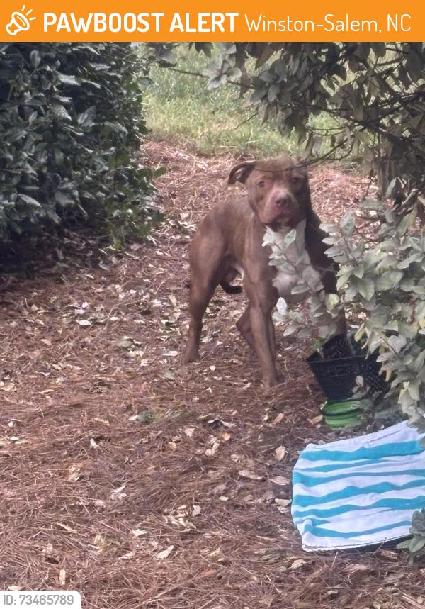 Found/Stray Male Dog last seen N Causeway Rd, Winston-Salem, NC 27040