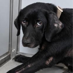 Shelter Stray Female Dog last seen Near BLOCK LOY, 4710 TX-151, San Antonio, TX 78227, USA