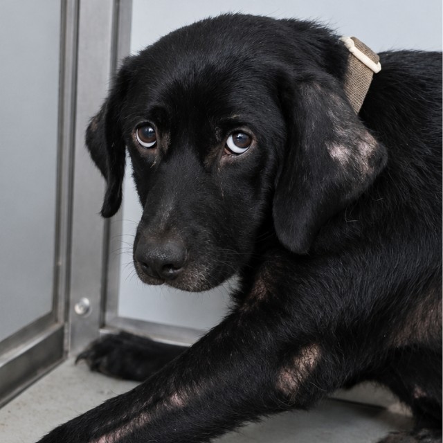 Shelter Stray Female Dog last seen Near BLOCK LOY, 4710 TX-151, San Antonio, TX 78227, USA