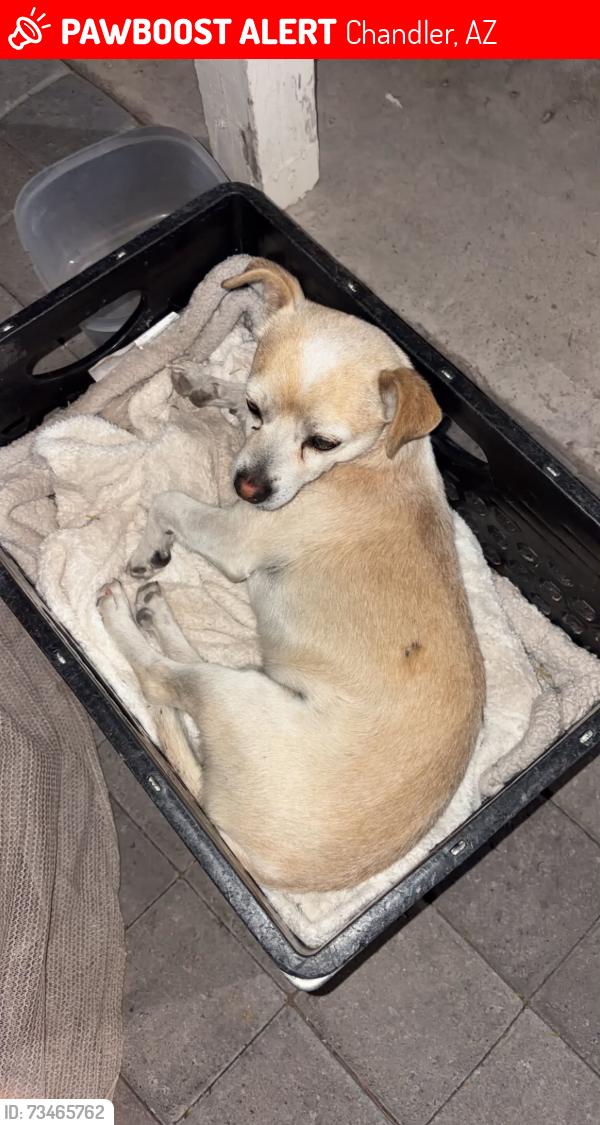 Lost Male Dog last seen Near s California st, Chandler, AZ 85225