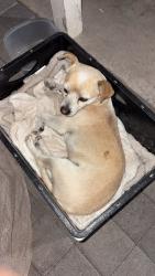 Lost Male Dog last seen Near s California st, Chandler, AZ 85225