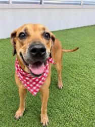 Shelter Stray Female Dog last seen Near BLOCK W 25TH ST, 3599 NW 79th Ave, Doral, FL 33122, USA