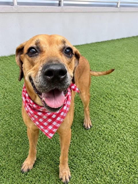 Shelter Stray Female Dog last seen Near BLOCK W 25TH ST, 3599 NW 79th Ave, Doral, FL 33122, USA