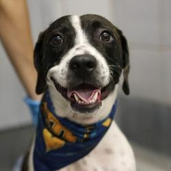 Shelter Stray Female Dog last seen Near BLOCK SAN PEDRO, 4710 TX-151, San Antonio, TX 78227, USA