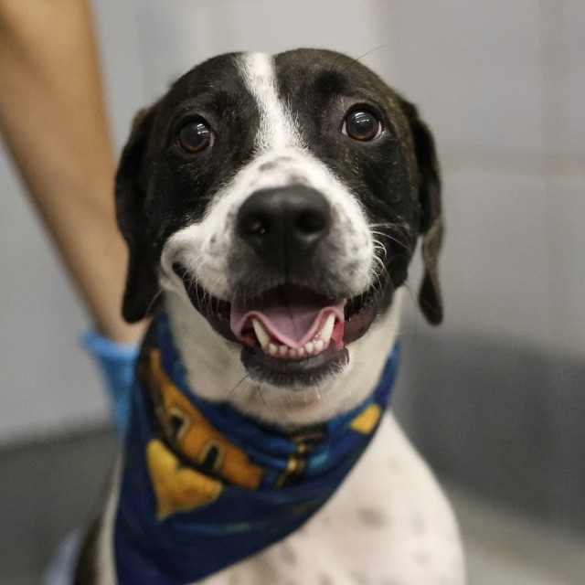 Shelter Stray Female Dog last seen Near BLOCK SAN PEDRO, 4710 TX-151, San Antonio, TX 78227, USA