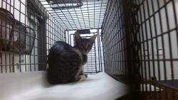 Shelter Stray Male Cat last seen Near BLOCK NE 59 ST, 3599 NW 79th Ave, Doral, FL 33122, USA