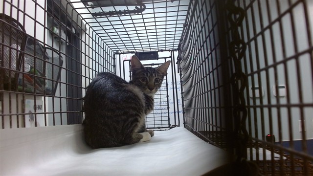 Shelter Stray Male Cat last seen Near BLOCK NE 59 ST, 3599 NW 79th Ave, Doral, FL 33122, USA