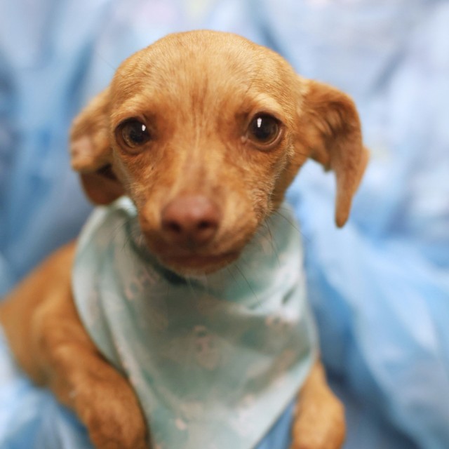 Shelter Stray Female Dog last seen Near BLOCK OCASO WALK, 4710 TX-151, San Antonio, TX 78227, USA