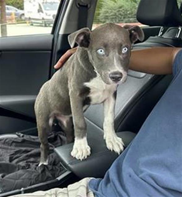 Shelter Stray Female Dog last seen Near BLOCK FREEDOM OAKS, 4710 TX-151, San Antonio, TX 78227, USA