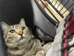 Shelter Stray Male Cat last seen , 4710 TX-151, San Antonio, TX 78227, USA