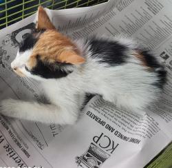 Shelter Stray Female Cat last seen BURNING BEND AND CLUB OAKS ST, 4710 TX-151, San Antonio, TX 78227, USA
