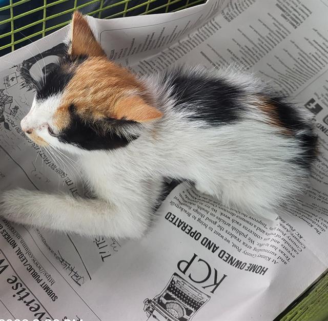 Shelter Stray Female Cat last seen BURNING BEND AND CLUB OAKS ST, 4710 TX-151, San Antonio, TX 78227, USA