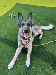 Shelter Stray Male Dog last seen , 3201 Lacy St, Los Angeles, CA 90031, USA