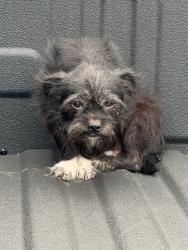 Found/Stray Male Dog last seen Waterfall point, Cibolo, TX 78108