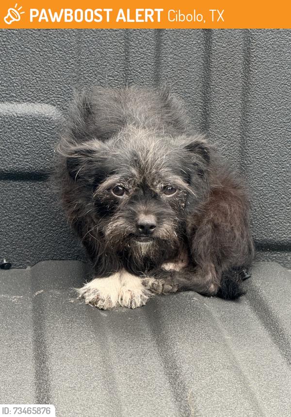 Found/Stray Male Dog last seen Waterfall point, Cibolo, TX 78108