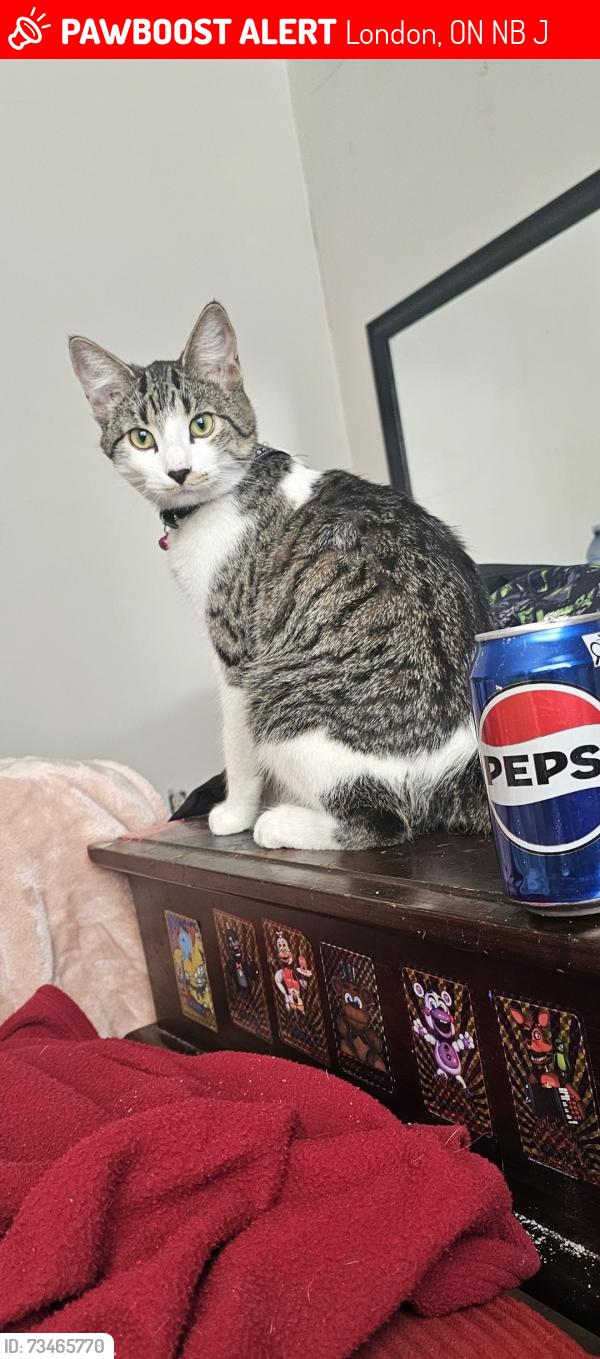 Lost Male Cat last seen Colborne and wellington, London, ON N6B 1J9