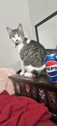 Lost Male Cat last seen Colborne and wellington, London, ON N6B 1J9
