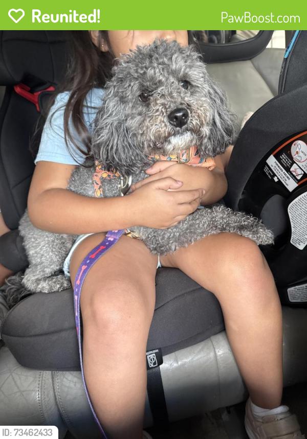 Reunited Female Dog last seen West Waggoman St and Travis Ave, Fort Worth, TX 76110