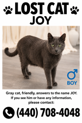 Lost Male Cat last seen Shagbark Trail, Strongsville, OH 44149