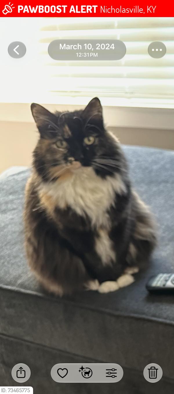 Lost Female Cat last seen Greyson on 27, Nicholasville, KY 40356