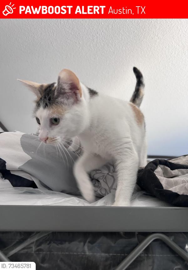 Lost Female Cat last seen Near metric blvd, Austin, TX 78758