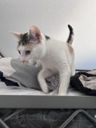 Lost Female Cat last seen Near metric blvd, Austin, TX 78758