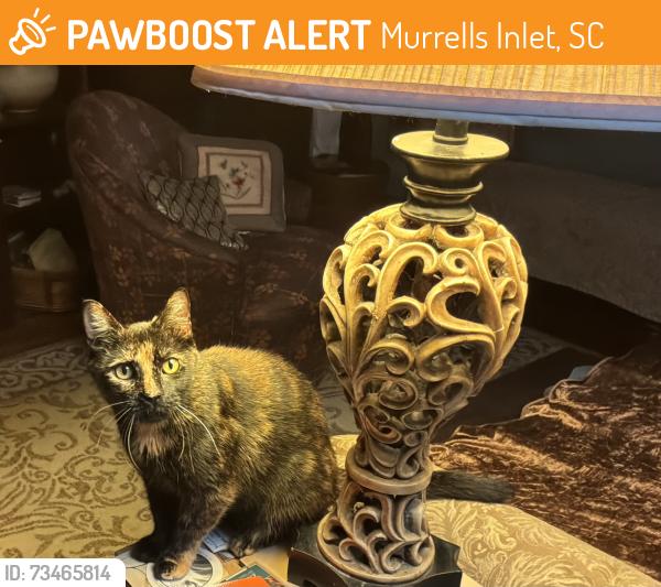 Found/Stray Female Cat last seen Little Tony Lee Ave, Murrells Inlet, SC 29576