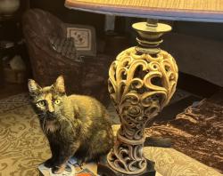 Found/Stray Female Cat last seen Little Tony Lee Ave, Murrells Inlet, SC 29576
