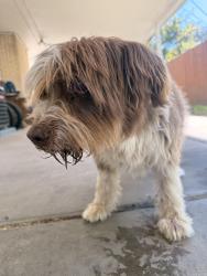 Found/Stray Unknown Dog last seen Provost Park, Provo, UT 84606