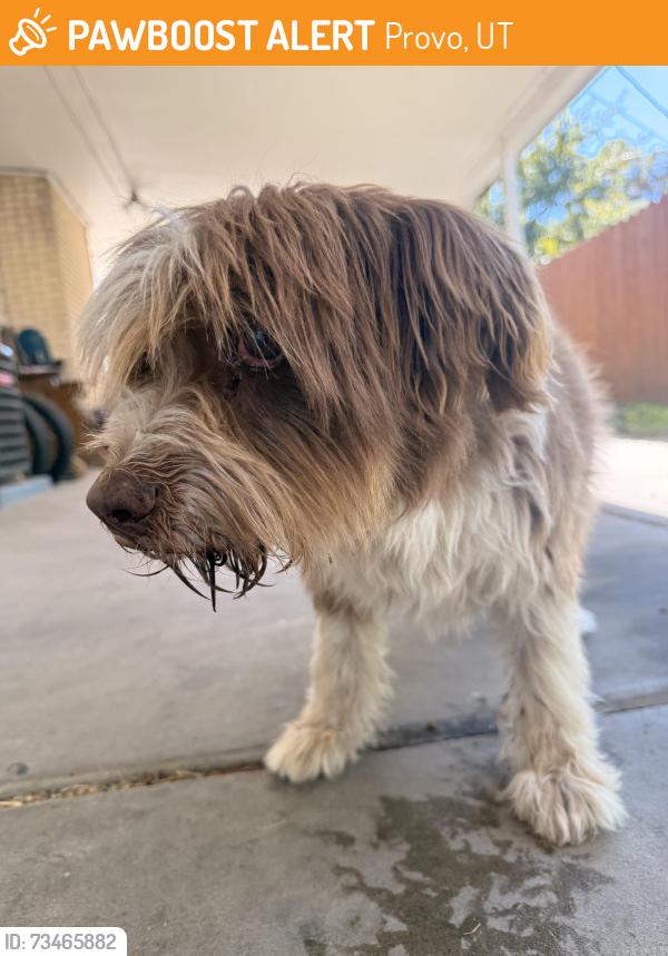 Found/Stray Unknown Dog last seen Provost Park, Provo, UT 84606