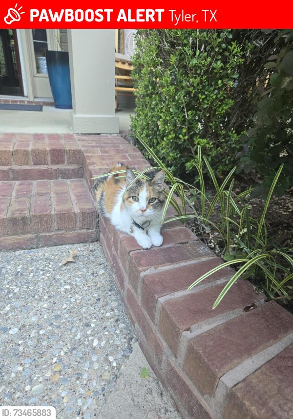 Lost Female Cat last seen Woods blvd, Tyler, TX 75799