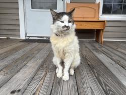 Reunited Unknown Cat last seen Across the street from the District at West Market, Greensboro, NC 27401