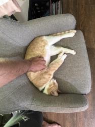 Lost Male Cat last seen Near laughing falcon, Conroe, TX 77385