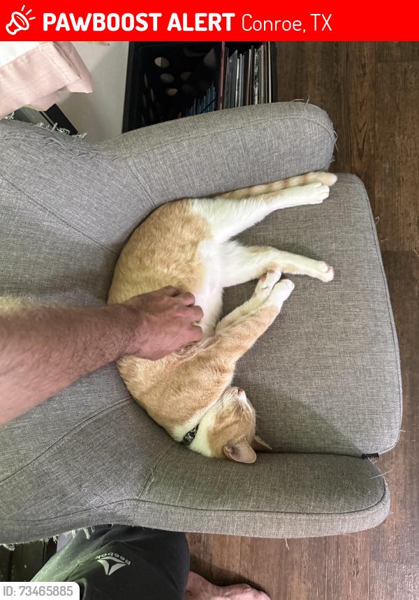 Lost Male Cat last seen Near laughing falcon, Conroe, TX 77385