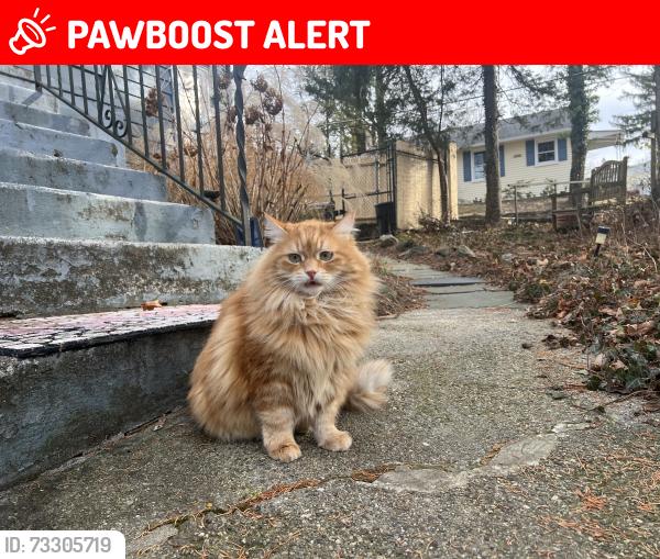 Lost Male Cat last seen Hunter Place, Croton-on-Hudson, NY 10520