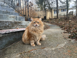 Lost Male Cat last seen Hunter Place, Croton-on-Hudson, NY 10520