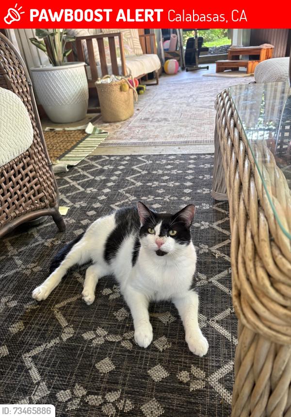 Lost Male Cat last seen Park Sienna, Calabasas, CA 91302