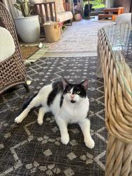 Lost Male Cat last seen Park Sienna, Calabasas, CA 91302
