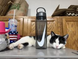 Lost Male Cat last seen Shaw and Temperance, Clovis, CA 93611
