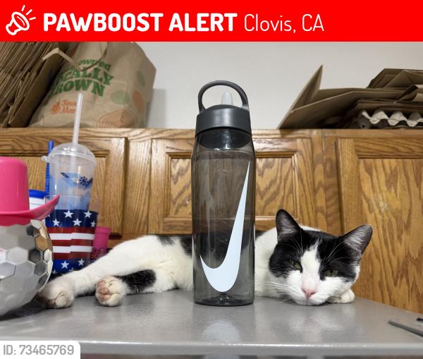 Lost Male Cat last seen Shaw and Temperance, Clovis, CA 93611