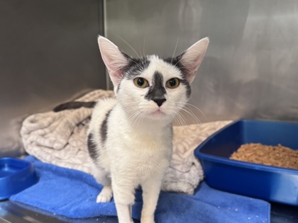 Shelter Stray Female Cat last seen 98th Ave, Oakland, CA, 1101 29th Ave, Oakland, CA 94601, USA